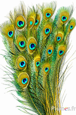 Pfau blau Schwert - 25-35 cm - gelb